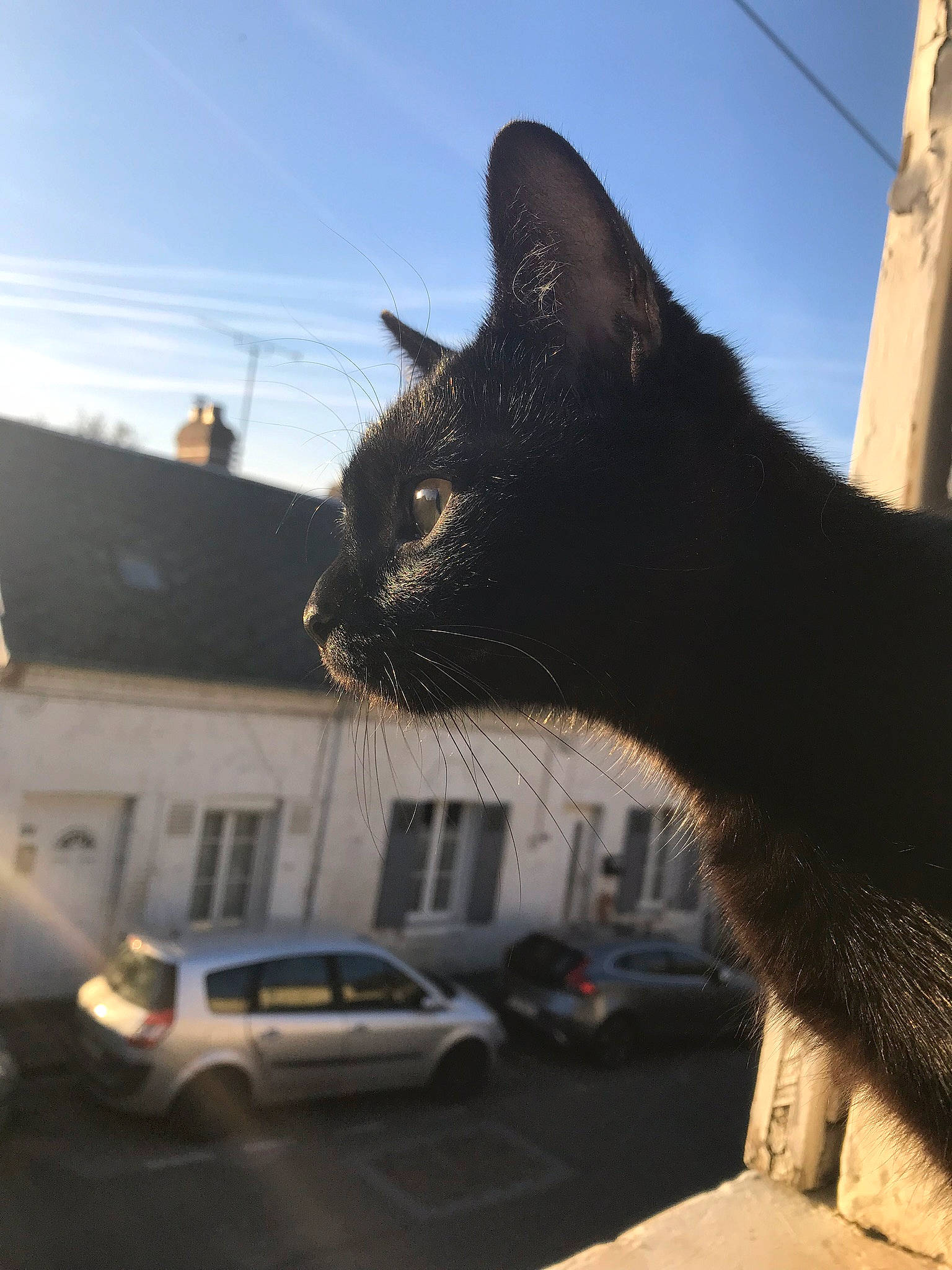 Opium participe au concours pour gagner de l'argent avec cette photo : automotive_exterior, automotive_lighting, building, car, carnivore, cat, felidae, sky, small_to_medium_sized_cats, snout, street_light, tail, tints_and_shades, tire, tree, vehicle, vehicle_door, wheel, whiskers, window