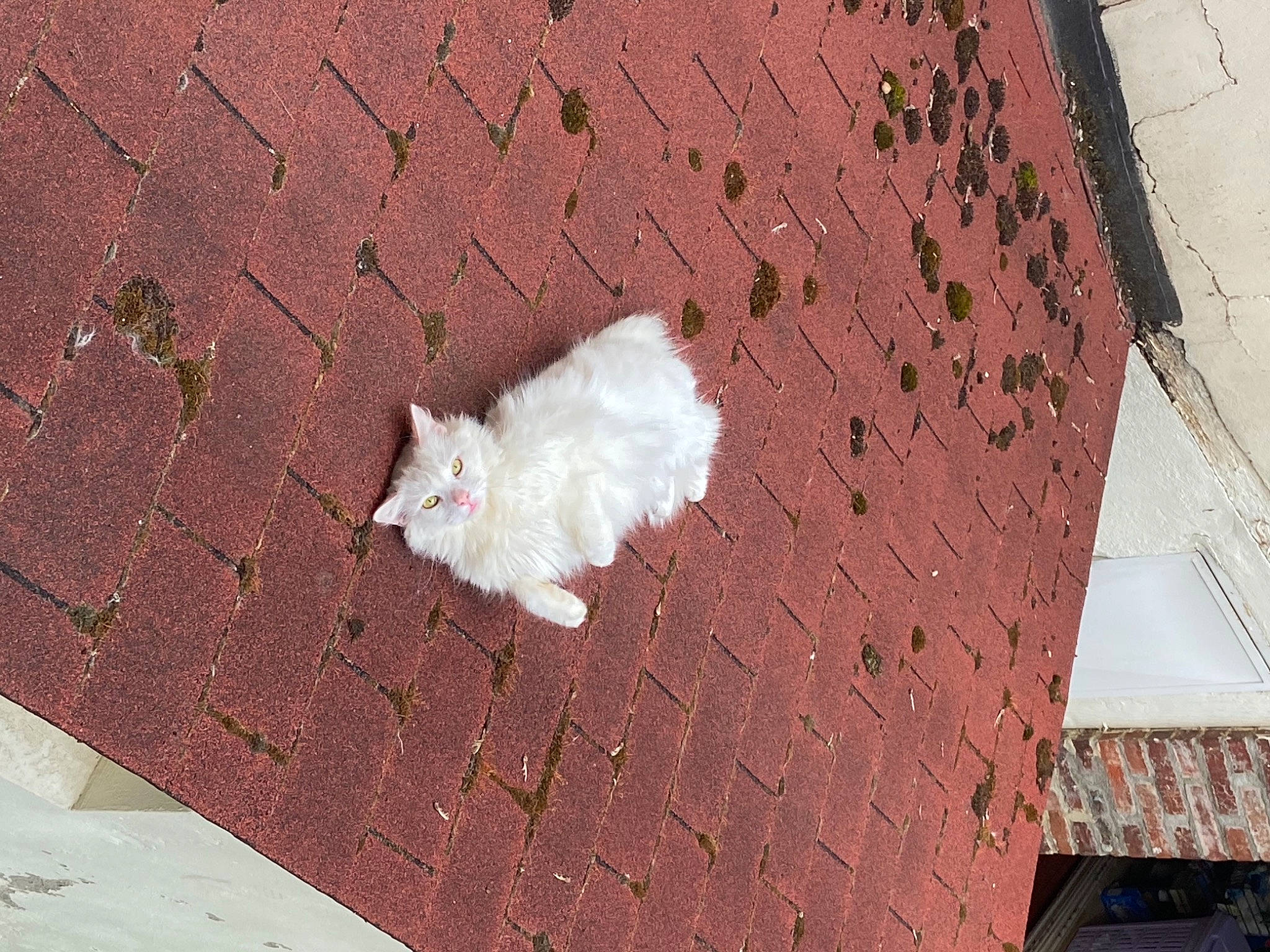 Oksi a rejoint le concours — aidez-le/la à gagner de superbes lots ! brick, brickwork, brown, building_material, cat, composite_material, concrete, fawn, felidae, floor, flooring, hardwood, line, pattern, rectangle, road_surface, small_to_medium_sized_cats, tail, whiskers, wood