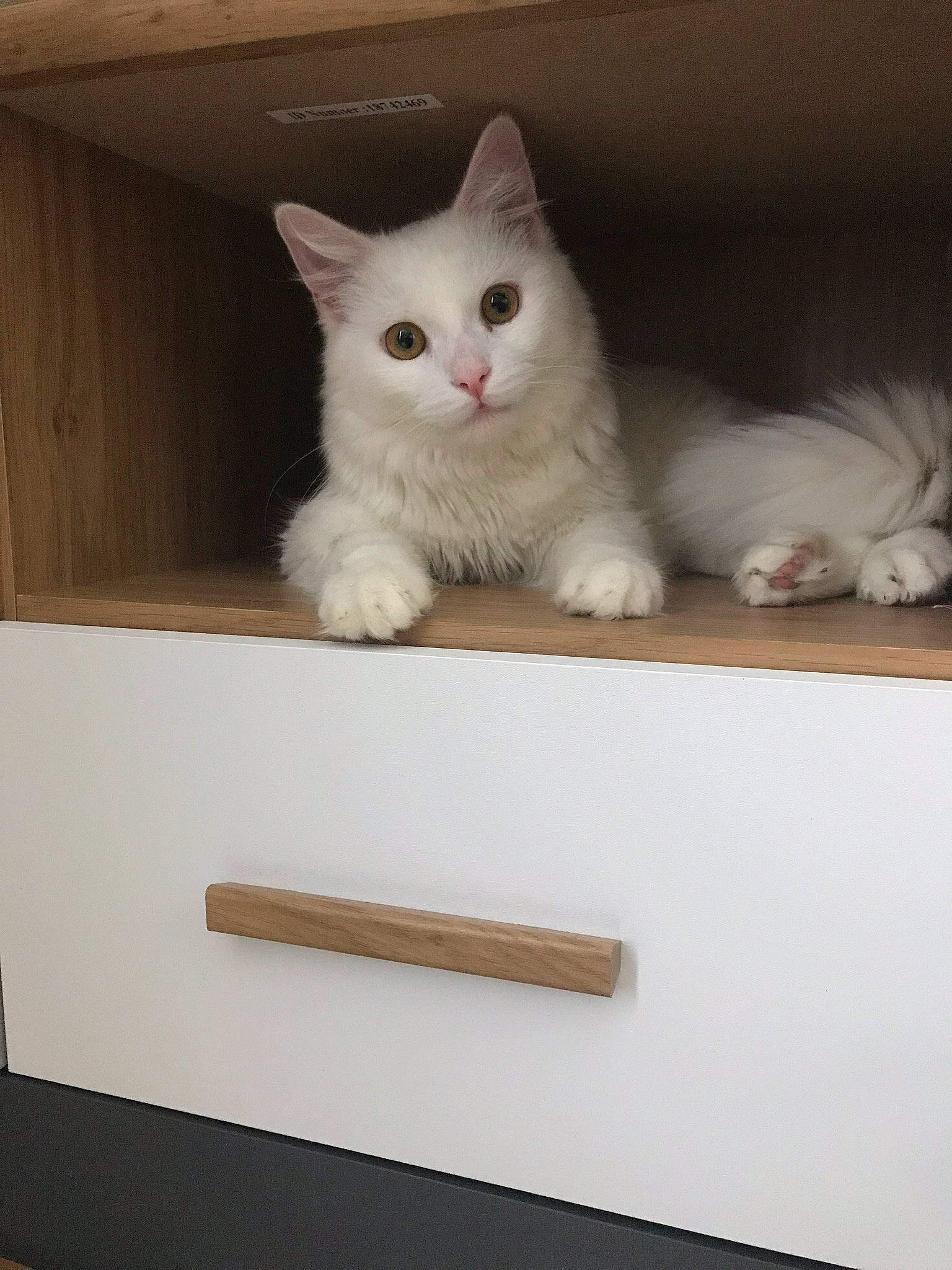 Oksi participe au concours pour gagner de l'argent avec cette photo : box, carnivore, cat, domestic_short_haired_cat, door, felidae, fixture, fur, hardwood, paw, rectangle, room, shelf, small_to_medium_sized_cats, tail, whiskers, white, wood