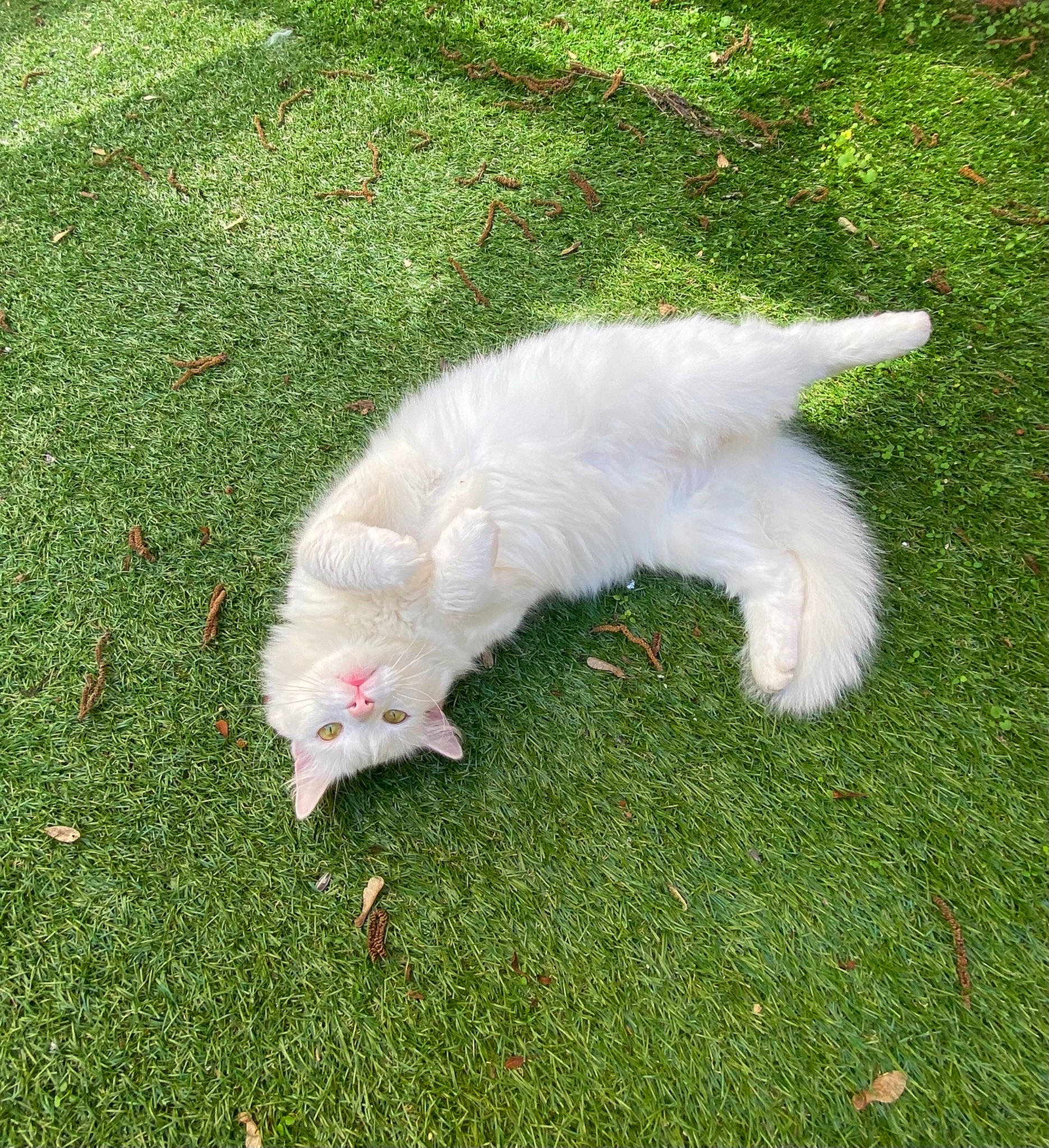 Oksi a rejoint le concours — aidez-le/la à gagner de superbes lots ! carnivore, companion_dog, corgi_chihuahua, dog, dog_breed, feather, felidae, fur, grass, grassland, lawn, non_sporting_group, pasture, plant, small_to_medium_sized_cats, tail, terrier, toy_dog