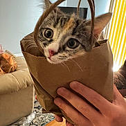 Daisy joined the competition — help win amazing prizes! kitten, cat, paper_bag, hands, indoor, living_room, curious, wide_eyes, pet, feline, cozy, carpet, sofa, plant, wood_floor, person, tattoo, playful, close_up, domestic_animal
