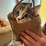 kitten, cat, paper_bag, hands, indoor, living_room, curious, wide_eyes, pet, feline, cozy, carpet, sofa, plant, wood_floor, person, tattoo, playful, close_up, domestic_animal