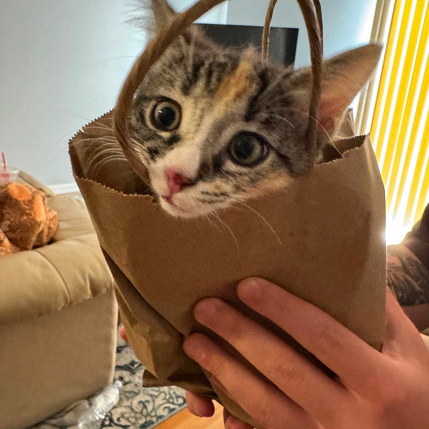 Daisy joined the competition — help win amazing prizes! carpet, cat, close_up, cozy, curious, domestic_animal, feline, hands, indoor, kitten, living_room, paper_bag, person, pet, plant, playful, sofa, tattoo, wide_eyes, wood_floor