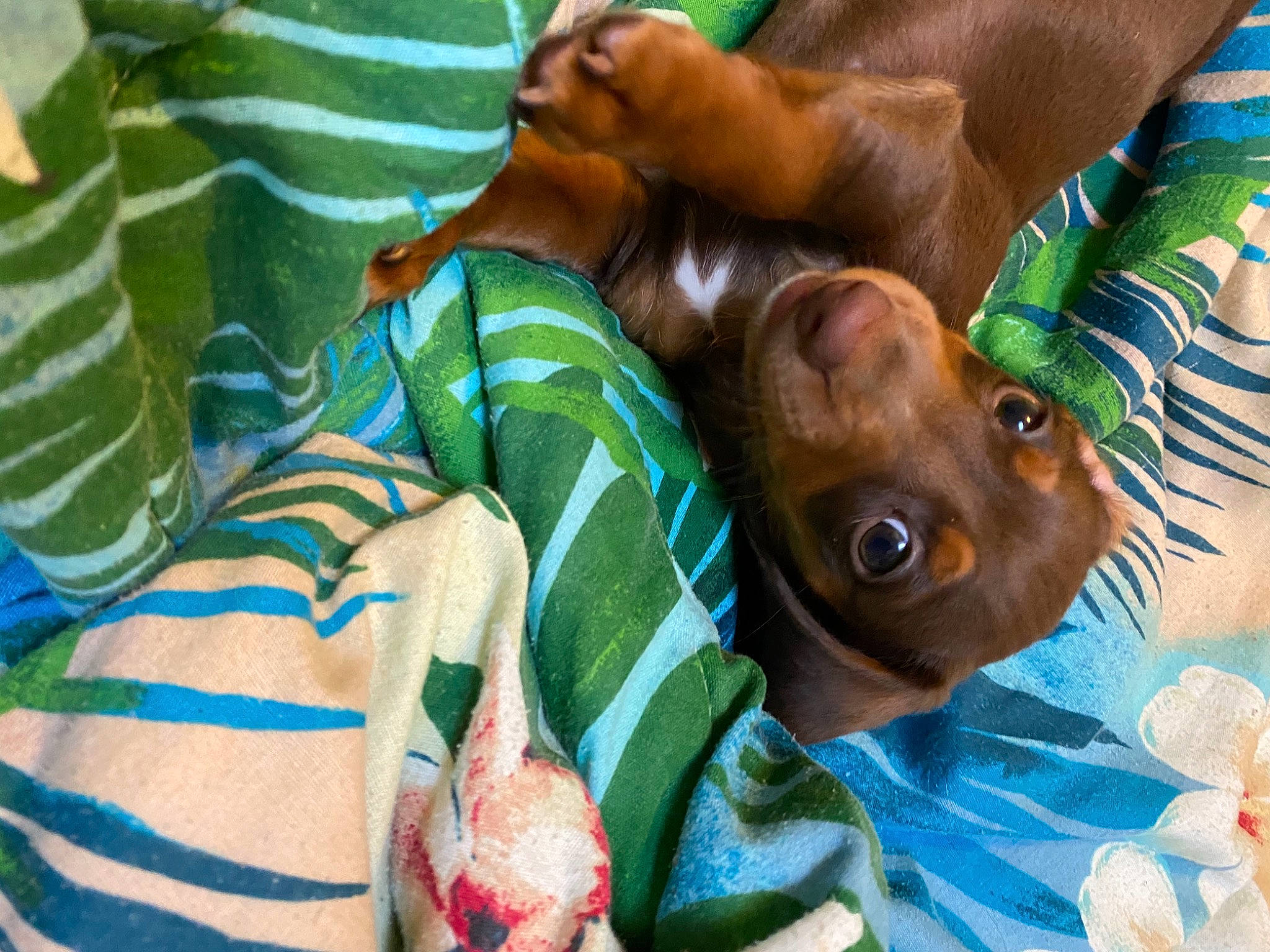 Desmond joined the competition — help win amazing prizes! adaptation, child, comfort, companion_dog, elbow, flesh, grass, green, human_leg, leisure, linens, liver, mouth, orangutan, organism, pattern, snout, terrestrial_animal, working_animal, wrinkle