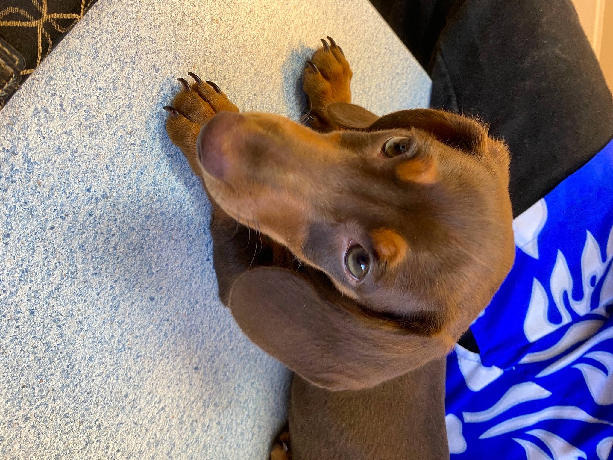 Desmond is registered to the contest to win money with this photo: canidae, carnivore, collar, companion_dog, dog, dog_breed, dog_collar, ear, fawn, fur, gesture, guard_dog, jaw, liver, pet_supply, snout, sporting_group, whiskers, working_animal, wrinkle