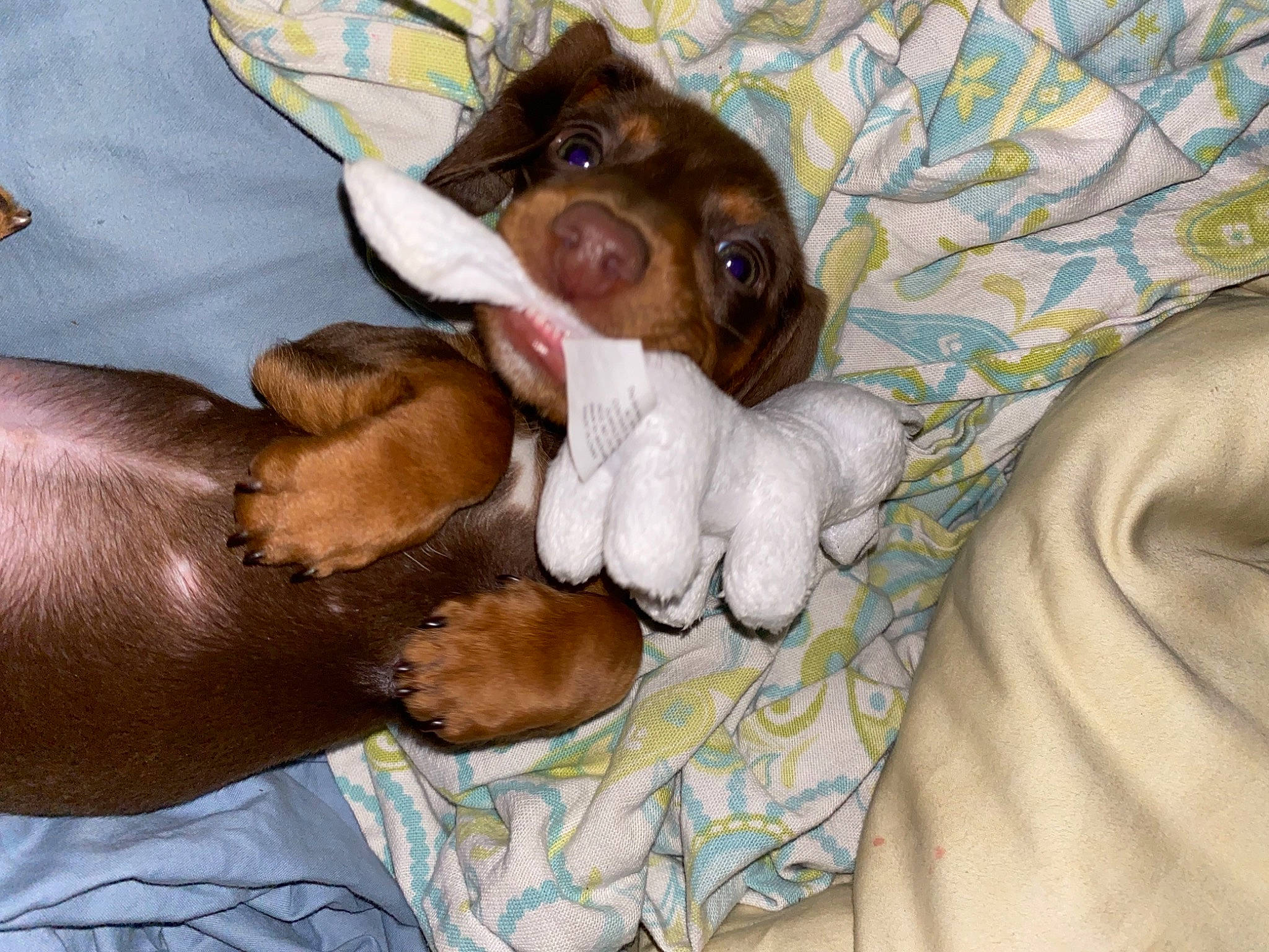 Desmond is registered to the contest to win money with this photo: bed, canidae, carnivore, comfort, companion_dog, dog, dog_breed, ear, fawn, gesture, liver, mammal, paw, sleeve, snout, sporting_group, tail, vertebrate, whiskers, working_animal