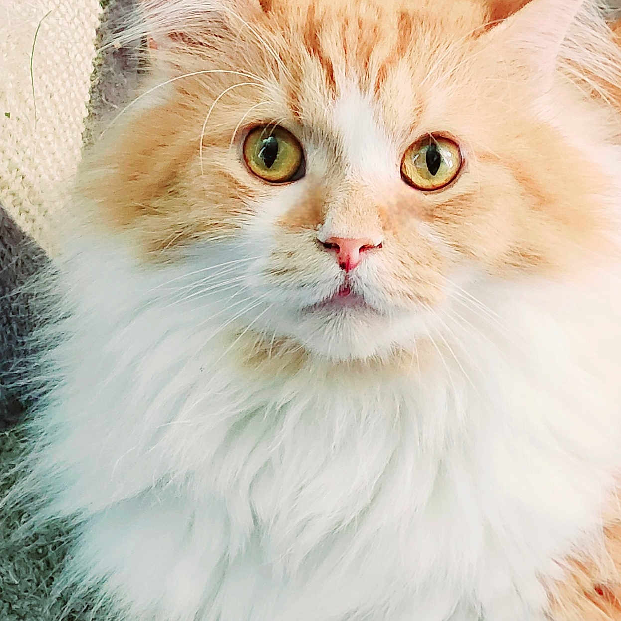 Bandit joined the competition — help win amazing prizes! animal, cat, closeup, cute, domestic, eyes, feline, fluffy, fur, indoor, mammal, nose, orange, paw, pet, portrait, relaxed, soft, whiskers, white