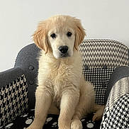 Nala a rejoint le concours — aidez-le/la à gagner de superbes lots ! puppy, dog, golden_retriever, armchair, blanket, paw_print, indoor, pet, cute, furry, sitting, animal, young, domestic, furniture, cozy, portrait, looking_at_camera, white_wall, home