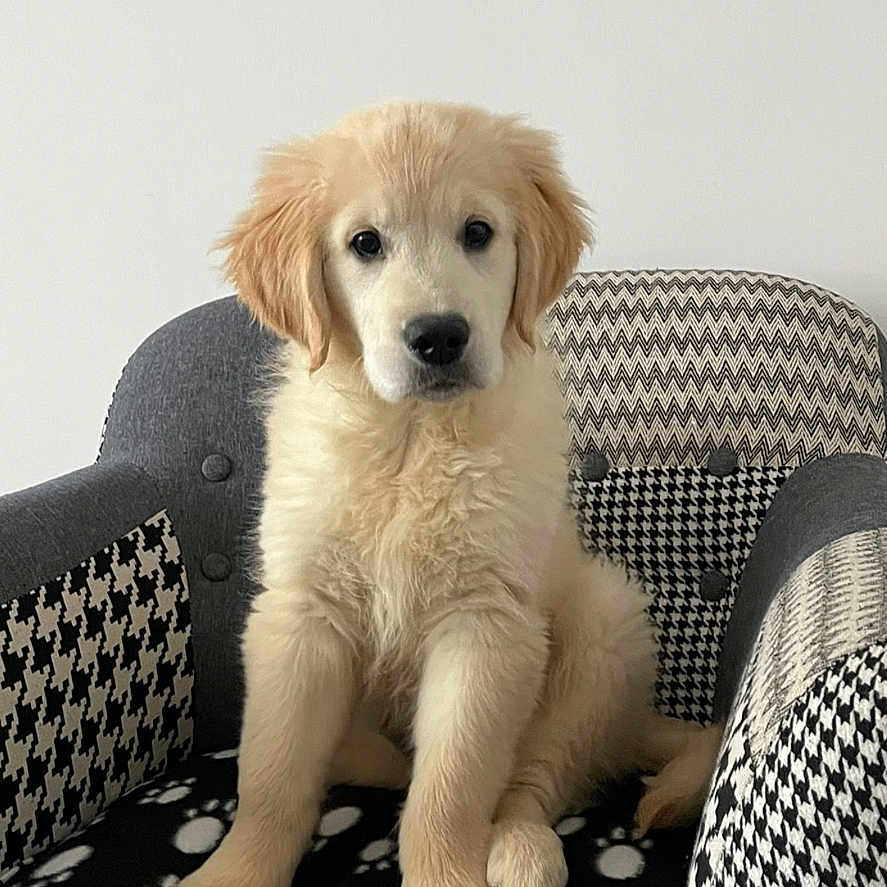 Nala