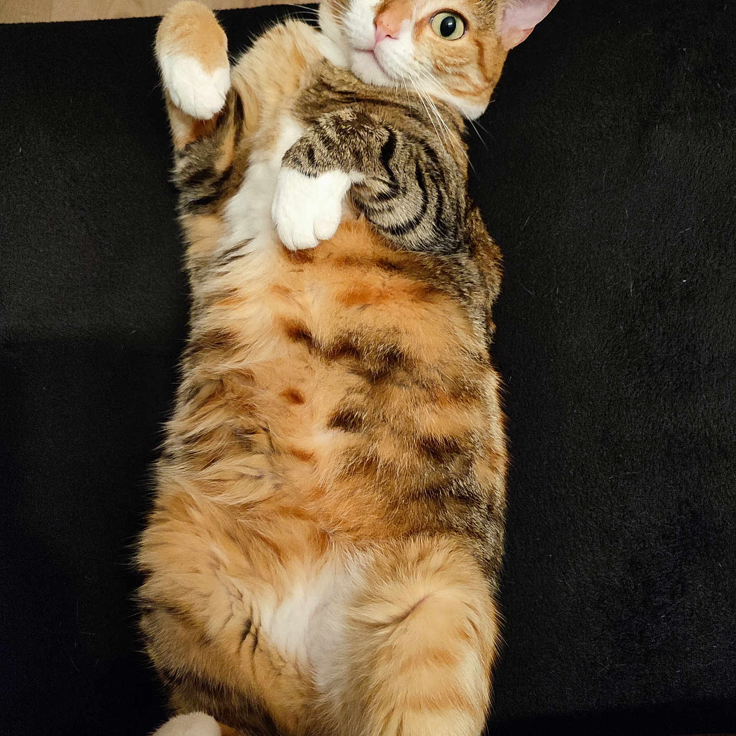 Queen participe au concours pour gagner de l'argent avec cette photo : abyssinian, animal, architecture, armchair, building, cat, chair, couch, cushion, furniture, hardwood, indoors, kitten, livingroom, manx, person, pet, room, sleeping, wood