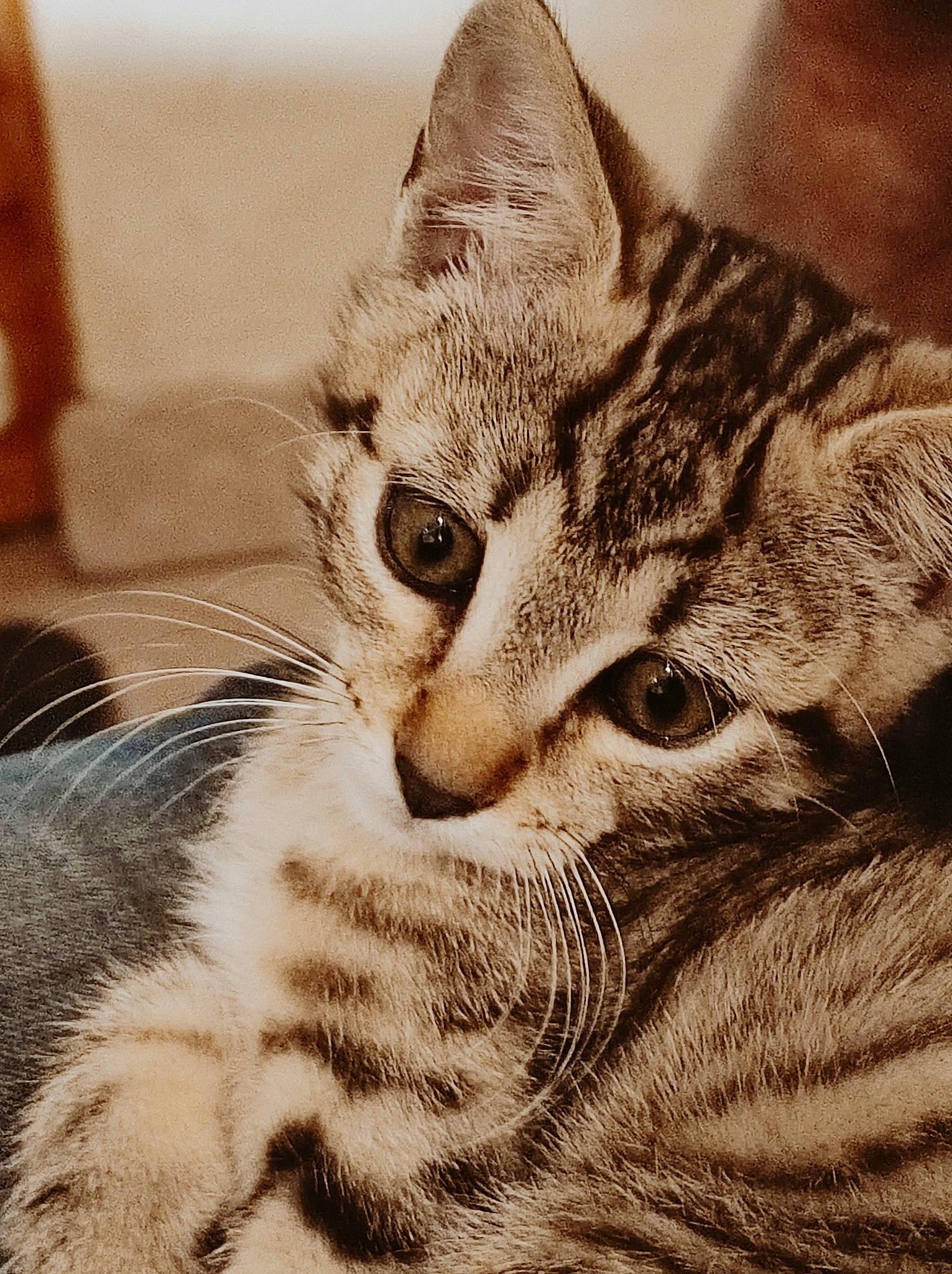 Tequila