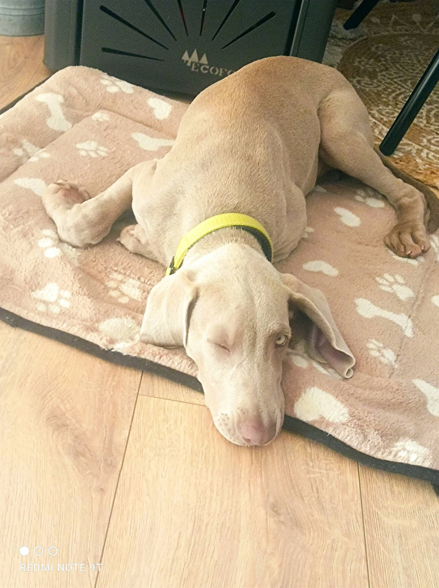 Thiago a rejoint le concours — aidez-le/la à gagner de superbes lots ! canidae, carnivore, collar, comfort, companion_dog, dog, dog_breed, dog_collar, dog_supply, fawn, flooring, hardwood, linens, liver, pet_supply, snout, sporting_group, tail, wood, working_animal