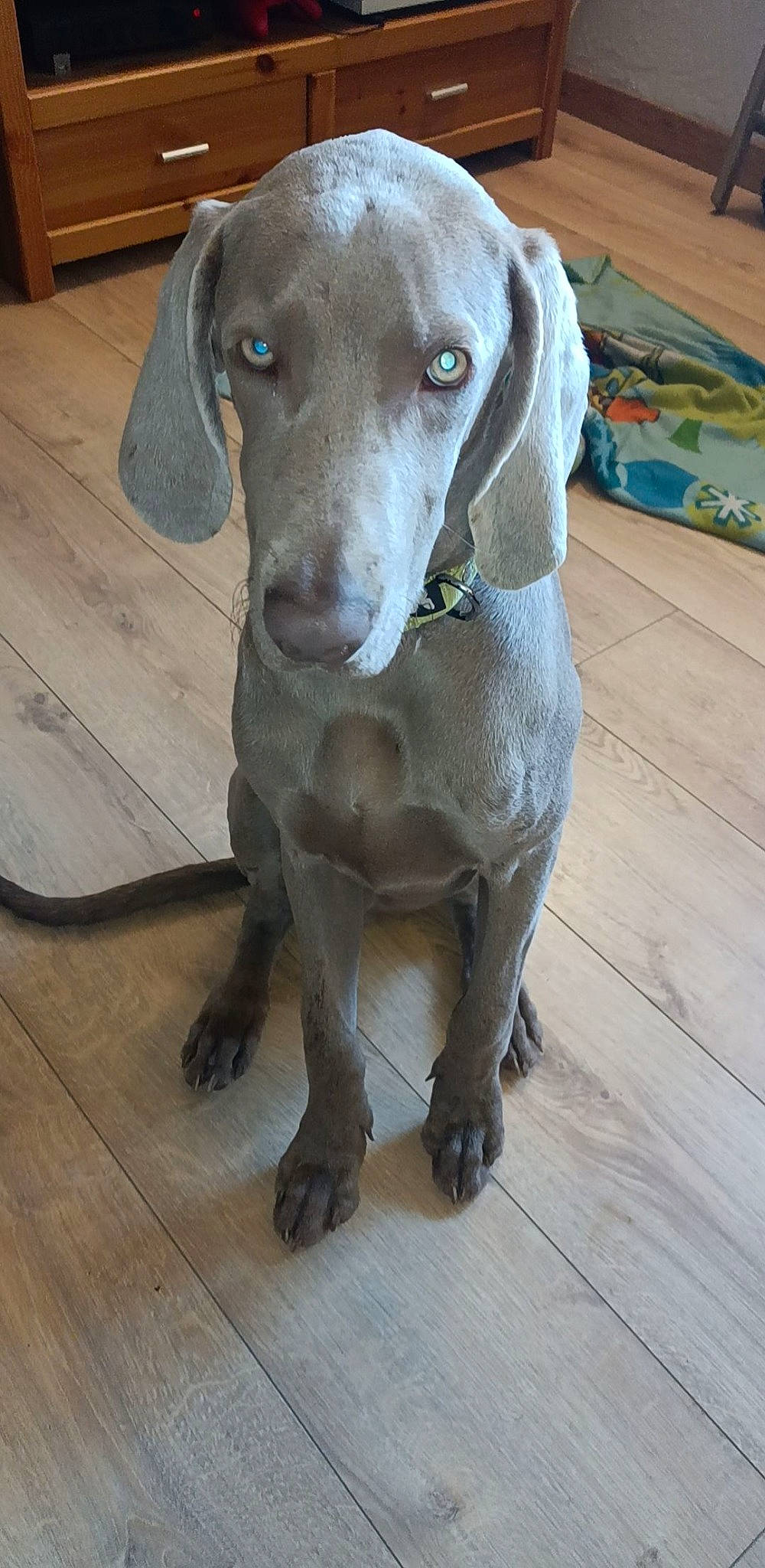 Thiago a rejoint le concours — aidez-le/la à gagner de superbes lots ! carnivore, collar, companion_dog, dog, dog_breed, fawn, flooring, hardwood, liver, pet_supply, plank, snout, sporting_group, terrestrial_animal, varnish, whiskers, wood, wood_flooring, wood_stain, working_animal