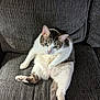 Bella is registered to the contest to win money with this photo: cat, pet, feline, couch, indoor, relaxed, sitting, white, gray, striped, fur, animal, cute, looking, household, domestic, cozy, funny_pose, green_eyes, comfortable
