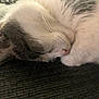 Bella is registered to the contest to win money with this photo: cat, sleeping, fur, closeup, cozy, animal, pet, whiskers, relaxation, texture, soft, curled_up, indoor, mammal, close_up, peaceful, cute, feline, resting, nap