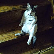 Bella joined the competition — help win amazing prizes! cat, pet, stairs, wood, animal, relaxed, indoor, sitting, fur, whiskers, tail, collar, curious, cute, domestic, feline, paw, shadow, light, home