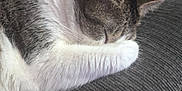Bella joined the competition — help win amazing prizes! cat, sleeping, paw, fur, closeup, couch, gray, texture, resting, indoor, pet, cozy, animal, whiskers, relaxed, feline, cute, domestic, quiet, nap