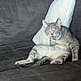 Elena is registered to the contest to win money with this photo: cat, gray_tabby, couch, white_pillow, indoor, pet, feline, sitting, looking, yellow_eyes, fur, whiskers, ears, paw, relaxed, home, animal, cute, domestic, furniture