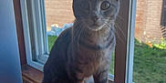 Elena joined the competition — help win amazing prizes! cat, tabby, windowsill, window, indoor, curious, pet, animal, feline, whiskers, ears, grass, brick_wall, daylight, wood, sitting, looking, young_cat, house, home