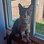 cat, tabby, windowsill, window, indoor, curious, pet, animal, feline, whiskers, ears, grass, brick_wall, daylight, wood, sitting, looking, young_cat, house, home