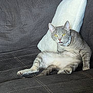 Elena is registered to the contest to win money with this photo: cat, gray_tabby, couch, white_pillow, indoor, pet, feline, sitting, looking, yellow_eyes, fur, whiskers, ears, paw, relaxed, home, animal, cute, domestic, furniture