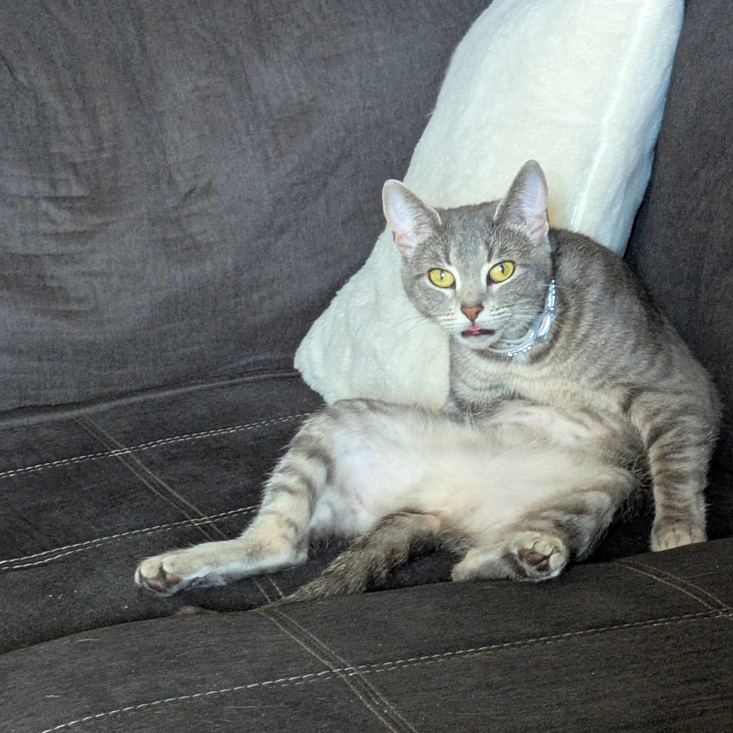 Elena is registered to the contest to win money with this photo: animal, cat, couch, cute, domestic, ears, feline, fur, furniture, gray_tabby, home, indoor, looking, paw, pet, relaxed, sitting, whiskers, white_pillow, yellow_eyes