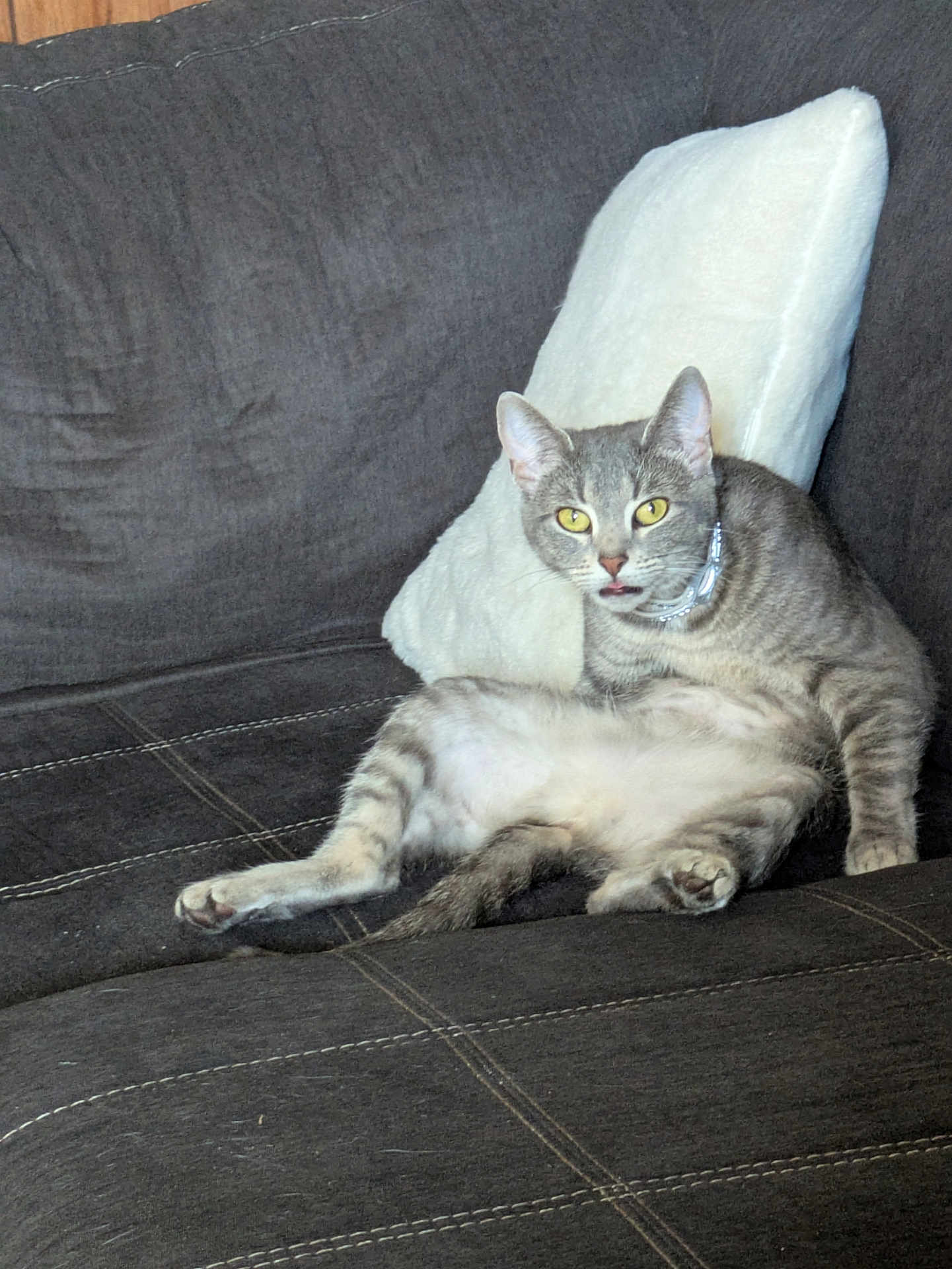 Elena is registered to the contest to win money with this photo: cat, gray_tabby, couch, white_pillow, indoor, pet, feline, sitting, looking, yellow_eyes, fur, whiskers, ears, paw, relaxed, home, animal, cute, domestic, furniture