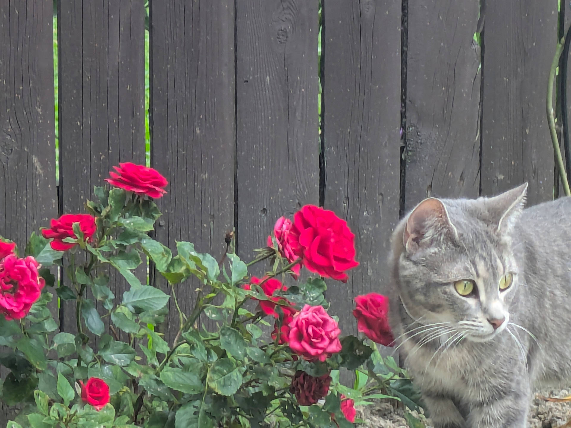 Elena is registered to the contest to win money with this photo: animal, cat, closeup, curious, daylight, feline, flora, flower, garden, gray_cat, green_leaf, mammal, nature, outdoor, pet, plant, red_rose, rose, whiskers, wooden_fence