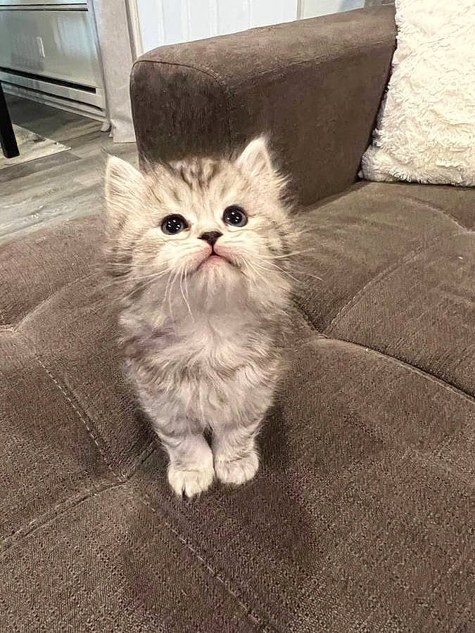 Baboo is registered to the contest to win money with this photo: carnivore, cat, claw, comfort, domestic_short_haired_cat, fawn, felidae, flooring, fur, grey, hardwood, monochrome_photography, paw, sitting, small_to_medium_sized_cats, snout, tail, whiskers, window, wood