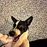 Sparky is registered to the contest to win money with this photo: dog, puppy, black_and_white, smiling, open_mouth, teeth, belly_rub, petting, happy, playful, close_up, portrait, lying_down, carpet, indoor, animal, pointed_ears, collar, human_hand, funny