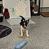 Sparky is registered to the contest to win money with this photo: dog, puppy, black_and_white, small_dog, standing, indoors, carpet, home, workshop, pegboard, gloves, toys, floor, collar, leash, alert, portrait, household_items, background, photography