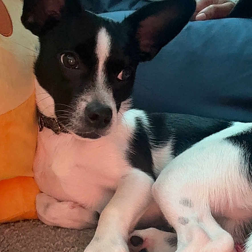 Sparky is registered to the contest to win money with this photo: puppy, dog, black_and_white, portrait, indoor, carpet, lying_down, sitting, large_ears, paws, pet, animal, cozy, home, couch, pillows, soft_lighting, close_up, alert, relaxed