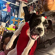 Sparky is registered to the contest to win money with this photo: dog, puppy, black_and_white, red_harness, open_mouth, happy, portrait, selfie, person, glasses, indoor, workshop, cluttered_background, shelves, bicycles, crafts, hooks, furniture, close_up, playful