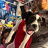 dog, puppy, black_and_white, red_harness, open_mouth, happy, portrait, selfie, person, glasses, indoor, workshop, cluttered_background, shelves, bicycles, crafts, hooks, furniture, close_up, playful