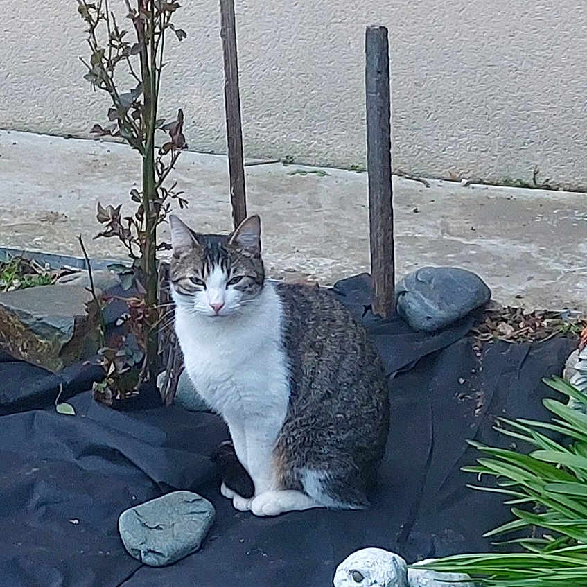 Tixie participe au concours pour gagner de l'argent avec cette photo : cat, garden, plant, rocks, animal_statues, hedgehog_statue, rabbit_statue, outdoor, nature, pet, sitting, greenery, stone, wall, calm, curious, daylight, small_plant, ground_cover, decorative