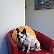 Sir Rocco is registered to the contest to win money with this photo: armchair, carpet, collar, cozy, dog, ears, french_bulldog, furniture, home, indoor, painting, pet, pillow, quiet, red_chair, resting, sitting, small_dog, spotted_dog, wall_art