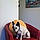 Sir Rocco