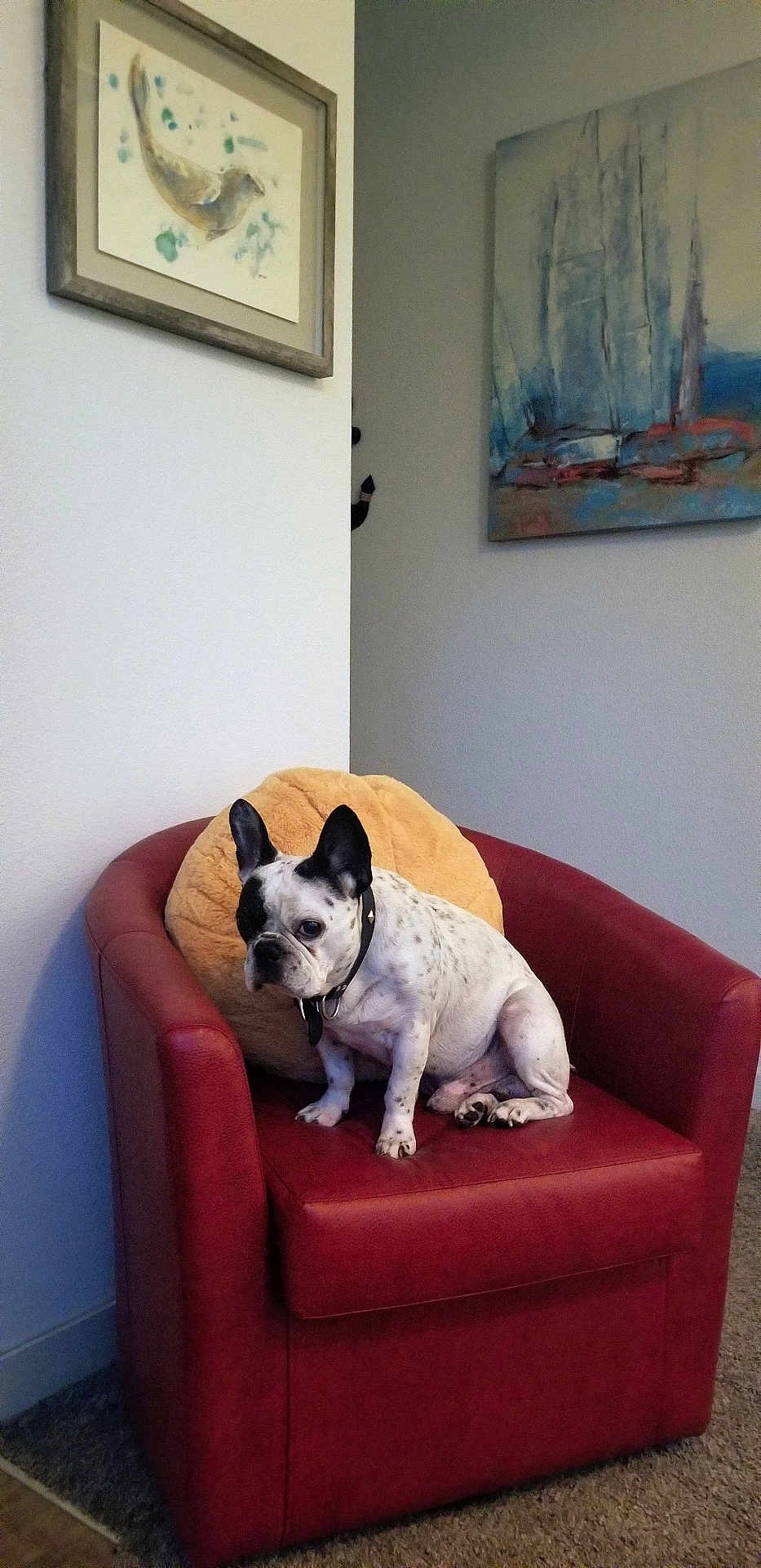 Sir Rocco is registered to the contest to win money with this photo: armchair, carpet, collar, cozy, dog, ears, french_bulldog, furniture, home, indoor, painting, pet, pillow, quiet, red_chair, resting, sitting, small_dog, spotted_dog, wall_art