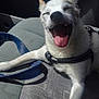 dog, pet, car_seat, leash, happy, tongue_out, sunlight, canine, smiling, animal, white_fur, black_collar, close_up, seatbelt, interior, vehicle, joyful, relaxed, companion, travel