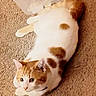 Cheerio is registered to the contest to win money with this photo: cat, cats, orange_cat, white_cat, pet, animal, feline, indoor, carpet, floor, lying_down, stretching, relaxed, sitting, looking_at_camera, collar, orange_and_white, domestic_cat, home, cute
