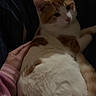 cat, orange_and_white, feline, pet, animal, lying_down, belly_up, relaxed, indoor, bed, bedding, striped_background, human_hand, petting, fur, whiskers, ears, eyes, portrait, cozy