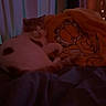 cat, tabby_cat, white_cat, pet, animal, bed, blanket, garfield, bedroom, indoor, nighttime, dim_lighting, string_lights, cozy, relaxed, lounging, sleeping, portrait, curtains, home