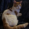 cat, orange_and_white_cat, pet, feline, animal, lying_down, bed, blanket, bedspread, striped_fabric, fluffy_tail, ears, whiskers, face, indoor, bedroom, relaxed, portrait, remote_control, low_light