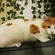 Cheerio is registered to the contest to win money with this photo: cat, orange_cat, white_cat, pet, animal, feline, whiskers, ears, eyes, face, lying_down, relaxed, indoors, houseplant, ivy, greenery, wooden_surface, portrait, orange_and_white, close_up