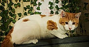 Cheerio joined the competition — help win amazing prizes! cat, ginger_cat, white_cat, orange_and_white, feline, pet, animal, whiskers, ears, eyes, paws, tail, fur, lying_down, indoors, wooden_surface, ivy, plants, portrait, cozy_background