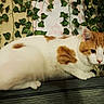 cat, ginger_cat, white_cat, orange_and_white, feline, pet, animal, whiskers, ears, eyes, paws, tail, fur, lying_down, indoors, wooden_surface, ivy, plants, portrait, cozy_background