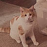 Cheerio joined the competition — help win amazing prizes! cat, orange_and_white, feline, pet, sitting, carpet, indoor, home, storage_bin, animal, whiskers, ears, eyes, nose, paws, tail, striped, portrait, alert, cute