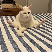 Snowball joined the competition — help win amazing prizes! cat, white_cat, bed, striped_bedspread, indoor, pet, animal, feline, sitting, funny_pose, pink_paw_pads, quiet, relaxed, home, door, fan, nightstand, furniture, domestic, curious