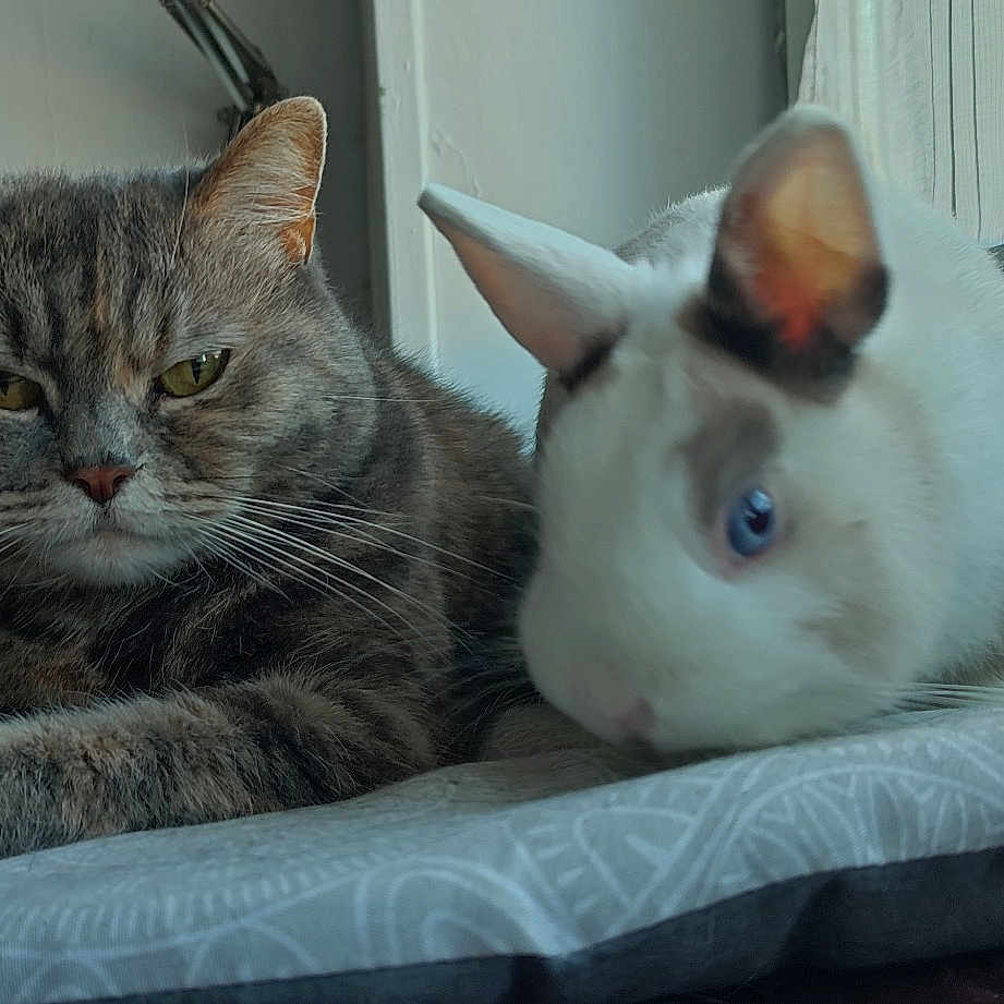 Heidi De L Orée De Thelle