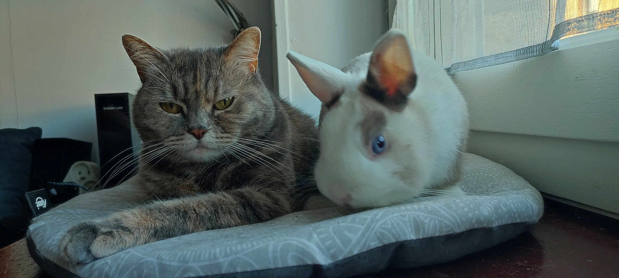 Heidi De L Orée De Thelle